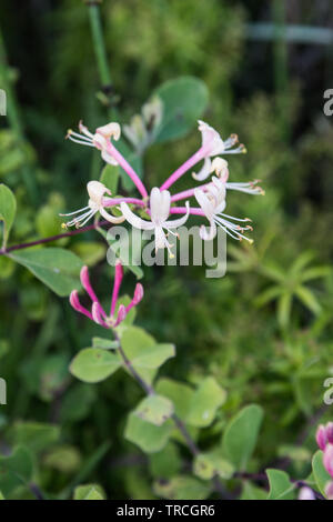 Biosphärenreservat in Delta del Po Park, Porto Tolle, Italien, Juni 2019 Stockfoto