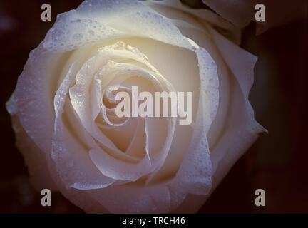 Blasse Rose mit Wassertropfen. Makroaufnahme mit geringer Tiefenschärfe. Farbe getonte Bild. Stockfoto