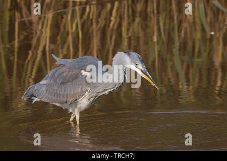 Nahansicht des wilden, britischen Graureiher-Vogels (Ardea cinerea), der isoliert im seichten Wasser im Schilfbett der britischen Feuchtgebiete nach Fischen watet. Stockfoto