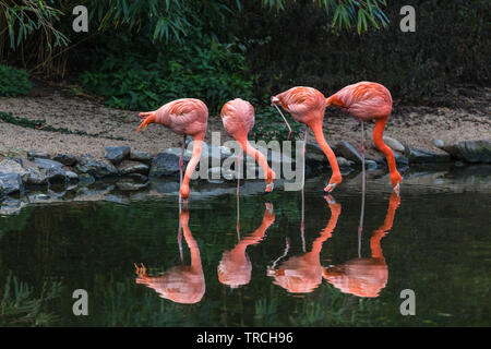 Vier Flamingos das Trinken aus einem See Stockfoto