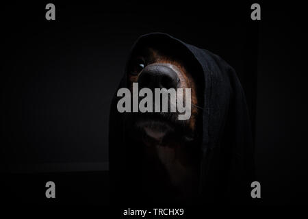 Hund mit schwarzer Kappe und schwarzen Hintergrund ins Studio Stockfoto