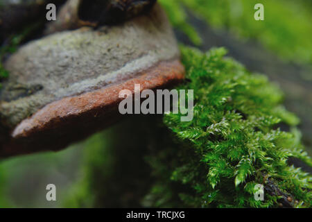 Moos und Pilzen auf einem Baum Stockfoto