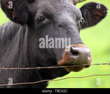 Nahaufnahme, Porträt einer schwarze Kuh mit braunen Nase Stockfoto