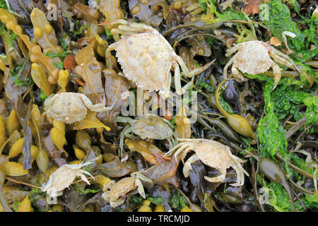 Gemeinsame Shore Crab Carcinus maenas an Beaumaris Strand, Anglesey, Wales Stockfoto