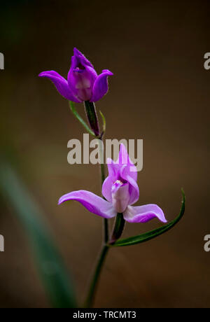 Rotes Waldvögelein, Cephalanthera rubra, Wild Orchid, Andalusien, Spanien. Stockfoto