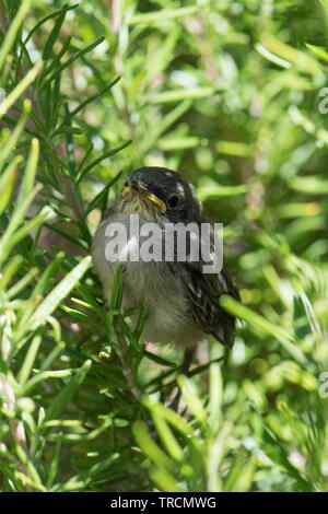 Ein kleiner Vogel, sardische Warbler, (Sylvia Melanocephala) flog aus dem Nest versteckt in Rosmarin Bush. Stockfoto