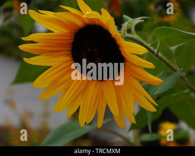 Eine Nahaufnahme Foto einer Sonnenblume Kopf. Stockfoto