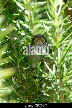 Ein kleiner Vogel, sardische Warbler, (Sylvia Melanocephala) flog aus dem Nest versteckt in Rosmarin Bush. Stockfoto