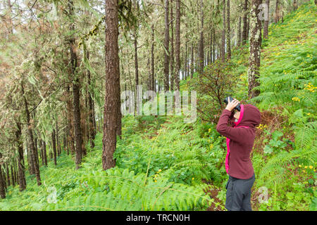 Weibliche birdwatcherlooking durch ein Fernglas in einem Pinienwald. Stockfoto