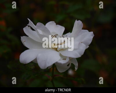 Eine Nahaufnahme von einem zarten weißen Blüten auf einem dunklen verschwommenen Hintergrund. Stockfoto