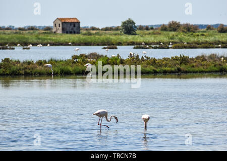 Rosa Flamingos im Biosphärenreservat. Delta del Po Park, Comacchio, Emilia-Romagna, Italien. Juni 2019 Stockfoto