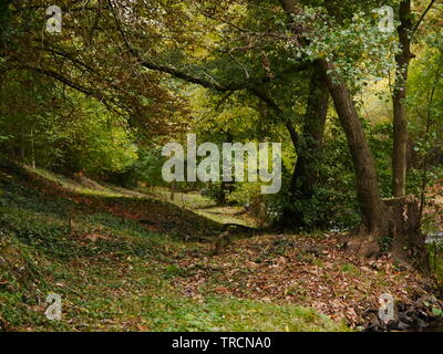 Foto von einer schönen ruhigen Lichtung im Wald. Stockfoto