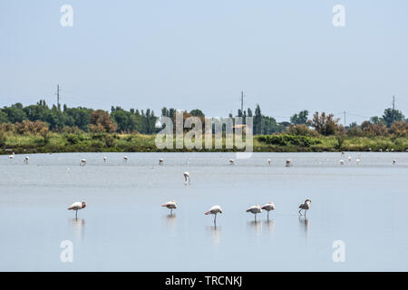 Rosa Flamingos im Biosphärenreservat. Delta del Po Park, Comacchio, Emilia-Romagna, Italien. Juni 2019 Stockfoto