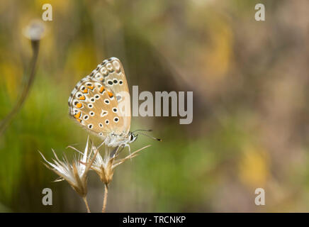 Adonis blue, Lysandra bellargus. Schmetterling, Andalusien, Spanien. Stockfoto