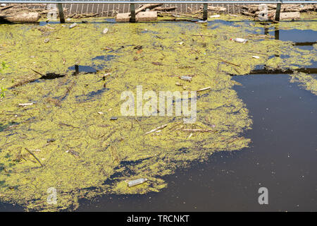 Algen und Müll floating am Ufer des Mississippi in der Innenstadt von Minneapolis. Konzept für Umweltverschmutzung und enviornmental Ausgaben Stockfoto