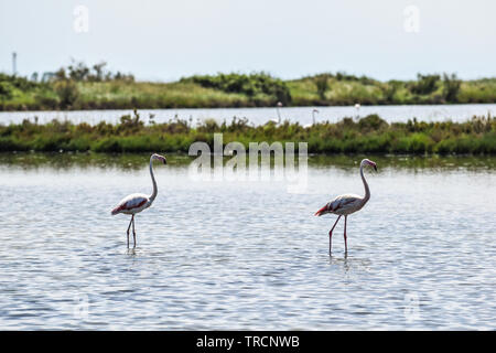 Rosa Flamingos im Biosphärenreservat. Delta del Po Park, Comacchio, Emilia-Romagna, Italien. Juni 2019 Stockfoto