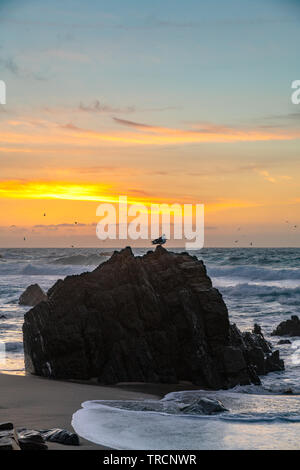 Möwe ruht auf einem Felsen bei Sonnenuntergang mit Wellen entlang der Pazifikküste in Big Sur, Kalifornien. Stockfoto