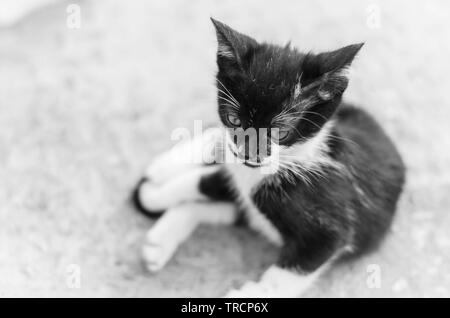 Liegende Jungkatze in Schwarz-Weiß Stockfoto