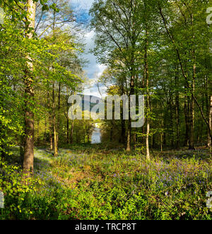 Bluebell Woods bei Whitewell, Lancashire, Großbritannien Stockfoto