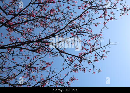 Die Kirschblüten in Taipei Stockfoto