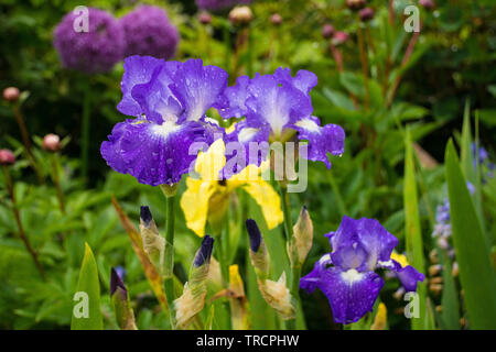 Blaue und weiße Schwertlilien wachsen in einem Garten im Nordosten Italiens. Die Blüten sind feucht vom letzten Regen. Eine gelbe Iris und ein lila Allium können gesehen werden Stockfoto