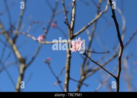 Die Kirschblüten in Taipei Stockfoto