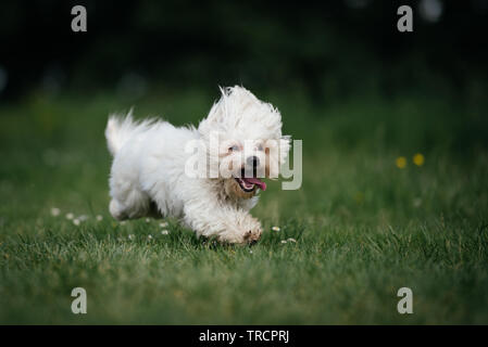 Süße kleine Malteser Hund laufen in s Park Stockfoto