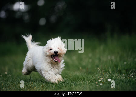 Süße kleine Malteser Hund laufen in s Park Stockfoto