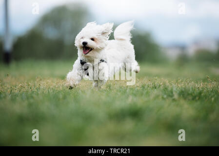 Süße kleine Malteser Hund laufen in s Park Stockfoto