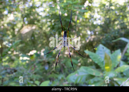 Eine schöne Spinne in La Digue, Seychellen Stockfoto