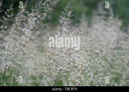 Agrostis capillaris (Gemeinsame verbogen, geknickt, browntop) Blühende Gras closeup Stockfoto