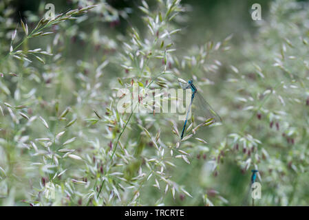 Agrostis capillaris (Gemeinsame verbogen, geknickt, browntop) Blühende Gras closeup Stockfoto