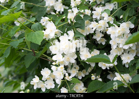 Cornus alba 'Sibirica Coronarius (süße mock orange, Englisch hartriegel) white spring flowers Stockfoto
