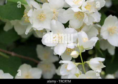 Cornus alba 'Sibirica Coronarius (süße mock orange, Englisch hartriegel) white spring flowers Stockfoto