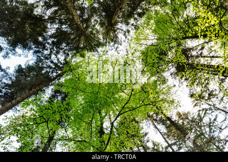 Mischwald von unten, Buche und Fichte Stockfoto