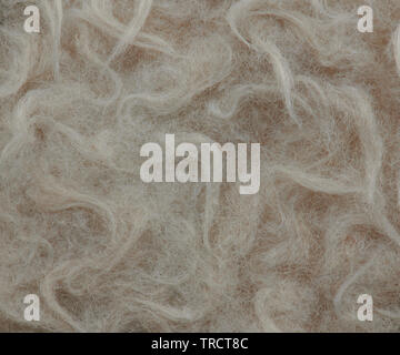 Curly Horse Hair Nähe zu sehen. Braune fohlen Fell Stockfoto