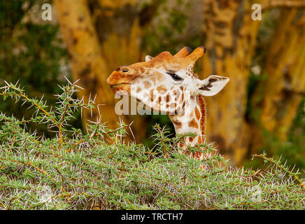 Nahaufnahme Gesicht Rothschilds Giraffe Giraffa Camelopardalis victoriae isst Dornbusch Lake Nakuru, Kenia, Ostafrika. Giraffe Profil Essen Stockfoto