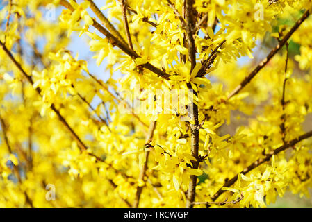 Schöne gelbe Blüte cotoneaster Zweige im Frühling in Nahaufnahme. Stockfoto