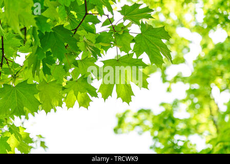 Feder umweltfreundliche Hintergrund - lebendige grüne Zweige aus Ahorn Baum an einem sonnigen Tag. Stockfoto