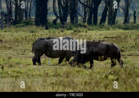 Nashörner in Lake Nakuru National Park Stockfoto