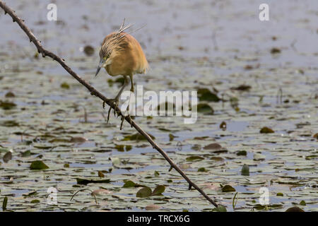 Squacco Heron - Ardeola ralloides Stockfoto