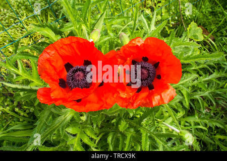 Zwei riesige Roter Mohn im Sonnenlicht. In Nord-Ost Italien fotografiert. Stockfoto