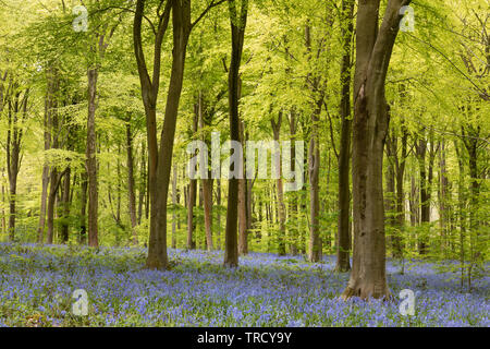 Frühlingsblätter auf den Buchen und Bluebells - Hyacinthoides non scripta blüht in West Woods bluebell wood, in der Nähe von Marlborough, Wiltshire, England Stockfoto