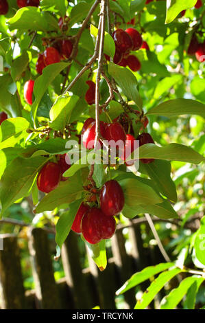 Niederlassung von carneol mit leuchtend roten Beeren über Zaun hangin Stockfoto