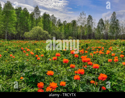 Helles orange wilde Blumen auf den blühenden Frühlingswiese. Globus - Blumen (Trollius asiaticus) - gefährdete Pflanzen, welche in Schutz und conserv Stockfoto