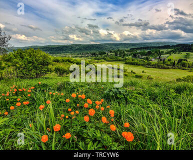 Helles orange wilde Blumen auf dem Hügel im Vordergrund. Die Kugel - Blume (Trollius asiaticus) - gefährdete Pflanzen, welche in Schutz und conservati Stockfoto