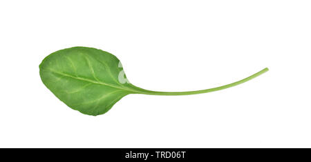 Spinat Blatt auf weißem Hintergrund Stockfoto