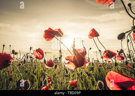 Mohnfeld bei Sonnenuntergang Stockfoto