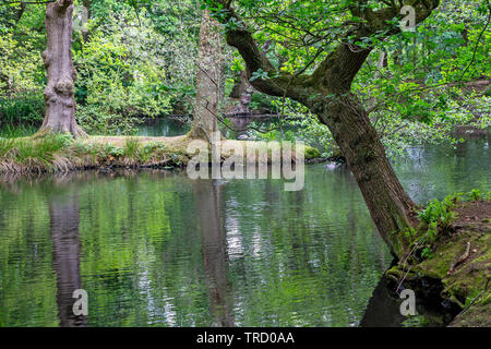 Bereich Wasser unter den Bäumen am Heys Grappenhall, Warrington, Cheshire, Großbritannien Stockfoto