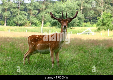 Parken-systeme Hirsch im Münsterland Stockfoto